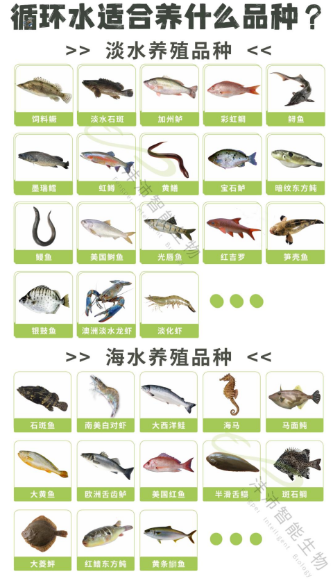 工厂化循环水养什么品种才能赚钱？