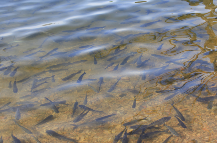 如何提高鱼苗成活率？从选苗到投放到养殖全攻略！