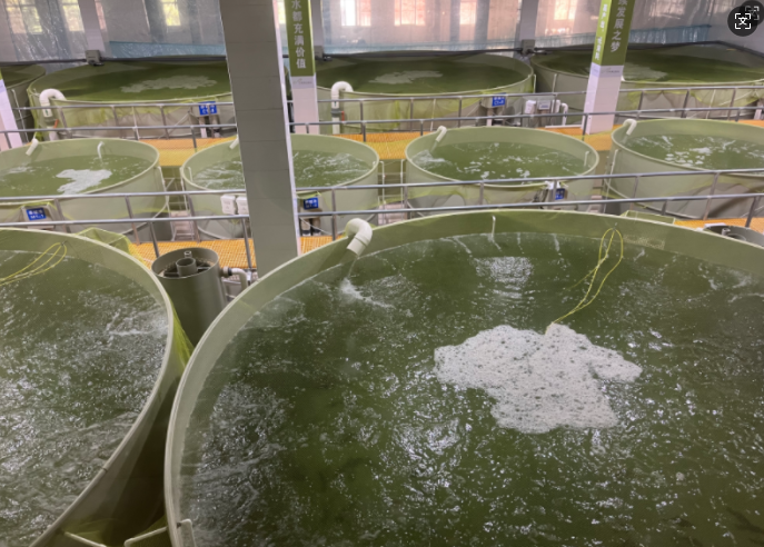 工厂化循环水养殖电费高？这些技巧帮你省钱！