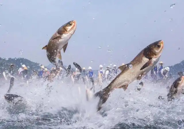 冬季池塘如何科学肥水？一文读懂！