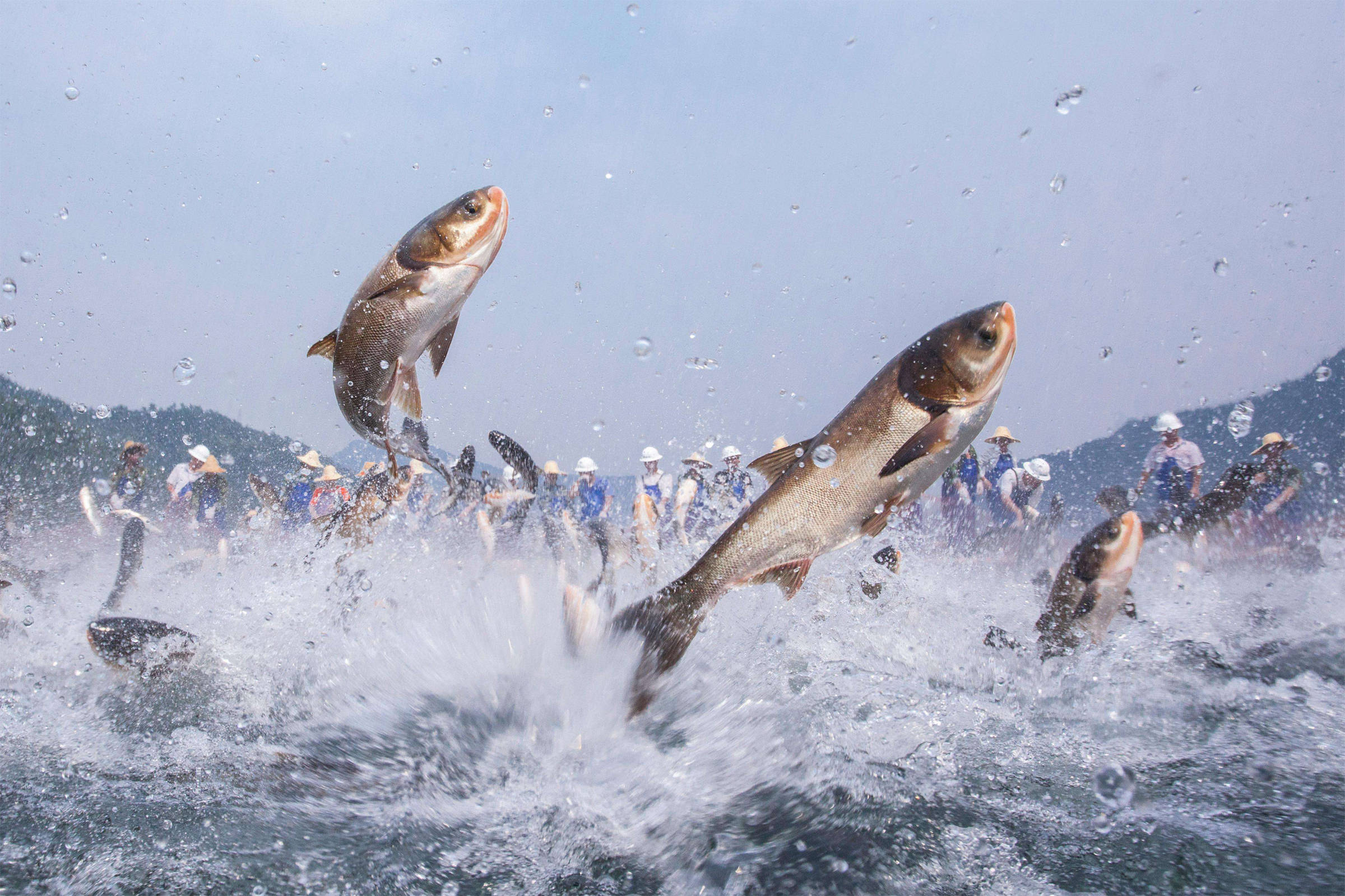 小苏打，大妙用！打造健康养殖的秘密武器