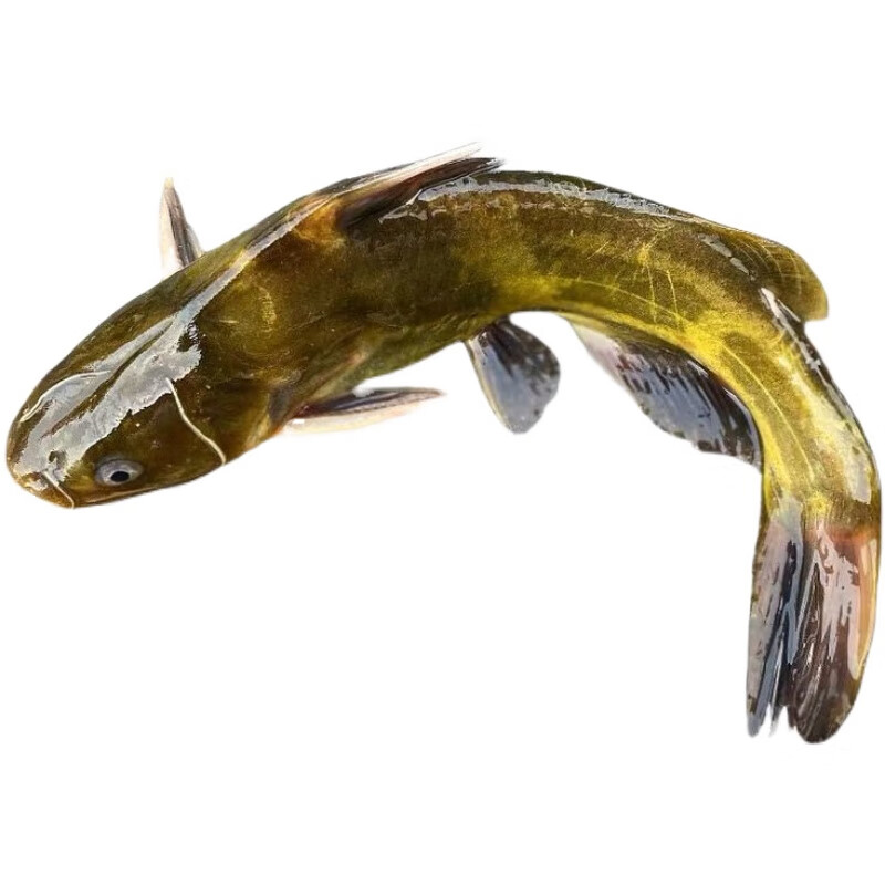 黄颡鱼“大肚子”来袭！一招教你破解高死亡率腹水病