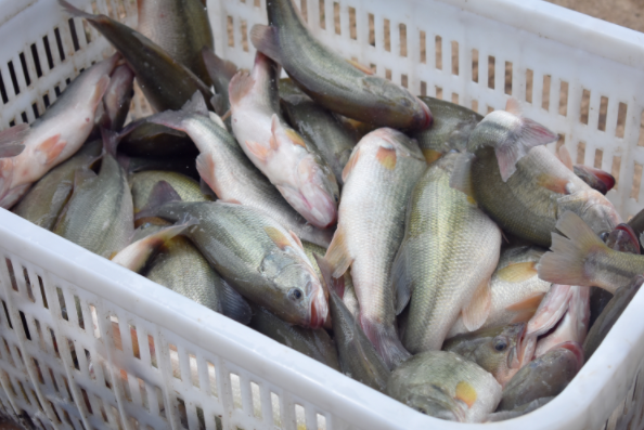 加州鲈“爆肝”危机：养殖户必知的三大元凶与科学保肝攻略