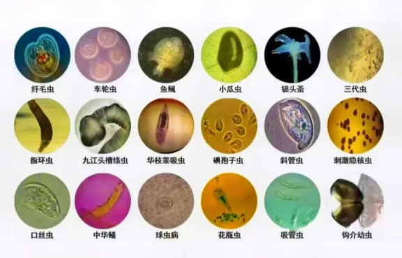 一文详解|水产养殖常见寄生虫及科学驱虫指南