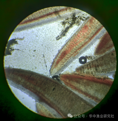 黄颡鱼突然不吃料？别慌！5大原因+解决方案来了！