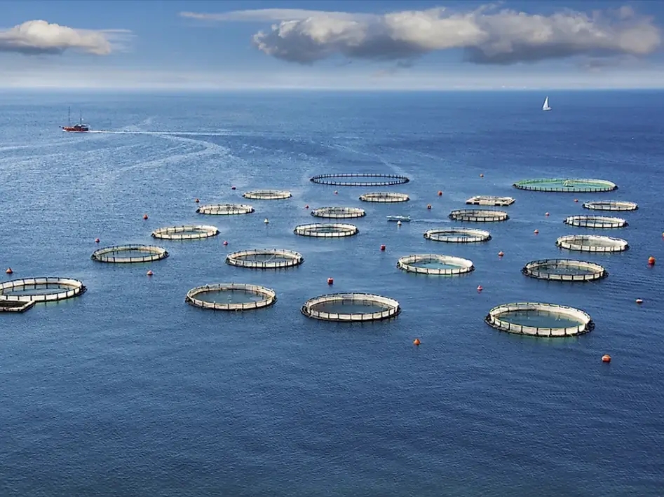 总产值破3.4万亿！2024年中国渔业经济统计公报出炉，这些亮点值得关注