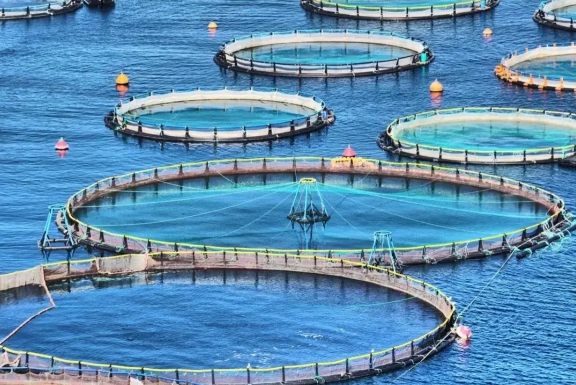 2025年9月全国水产养殖病害预测预报：科学防控，守护丰收