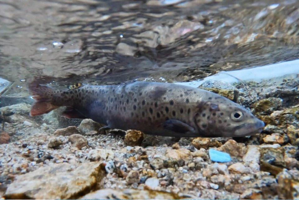 濒危鱼逆袭！从灭绝边缘到天价养殖