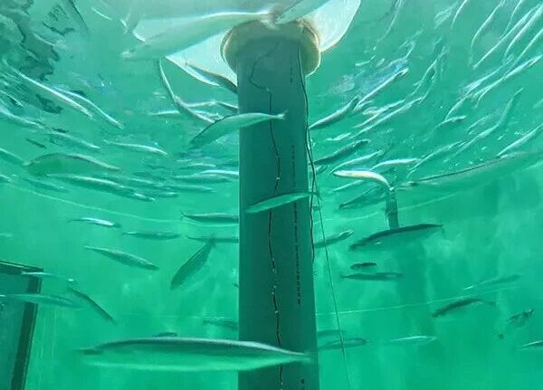 全球首次实现秋刀鱼陆基养殖：半年育成上市规格，破解资源衰退困局