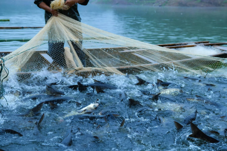 别只当调味！大蒜在水产养殖的 5 大妙用，天然无残留还省钱