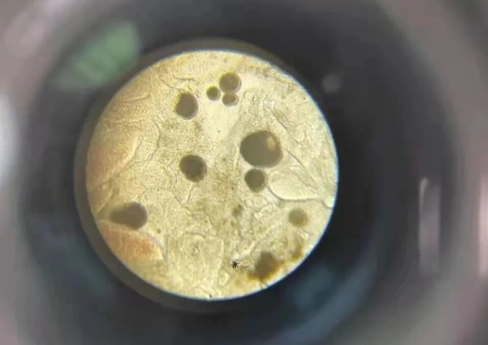 秋冬高发！小瓜虫顽固难处理？防治干货来了！