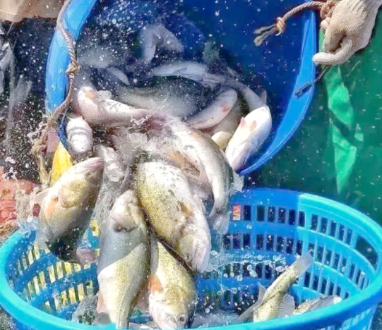 高密度养殖加州鲈肝脏病变频发？这份防控指南请收好！