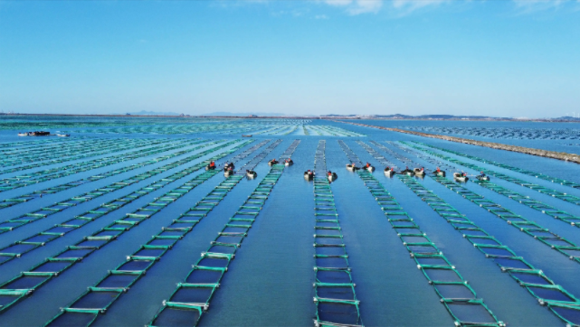 鱼虾“亚健康”预警！这些症状竟是缺VC在报警？