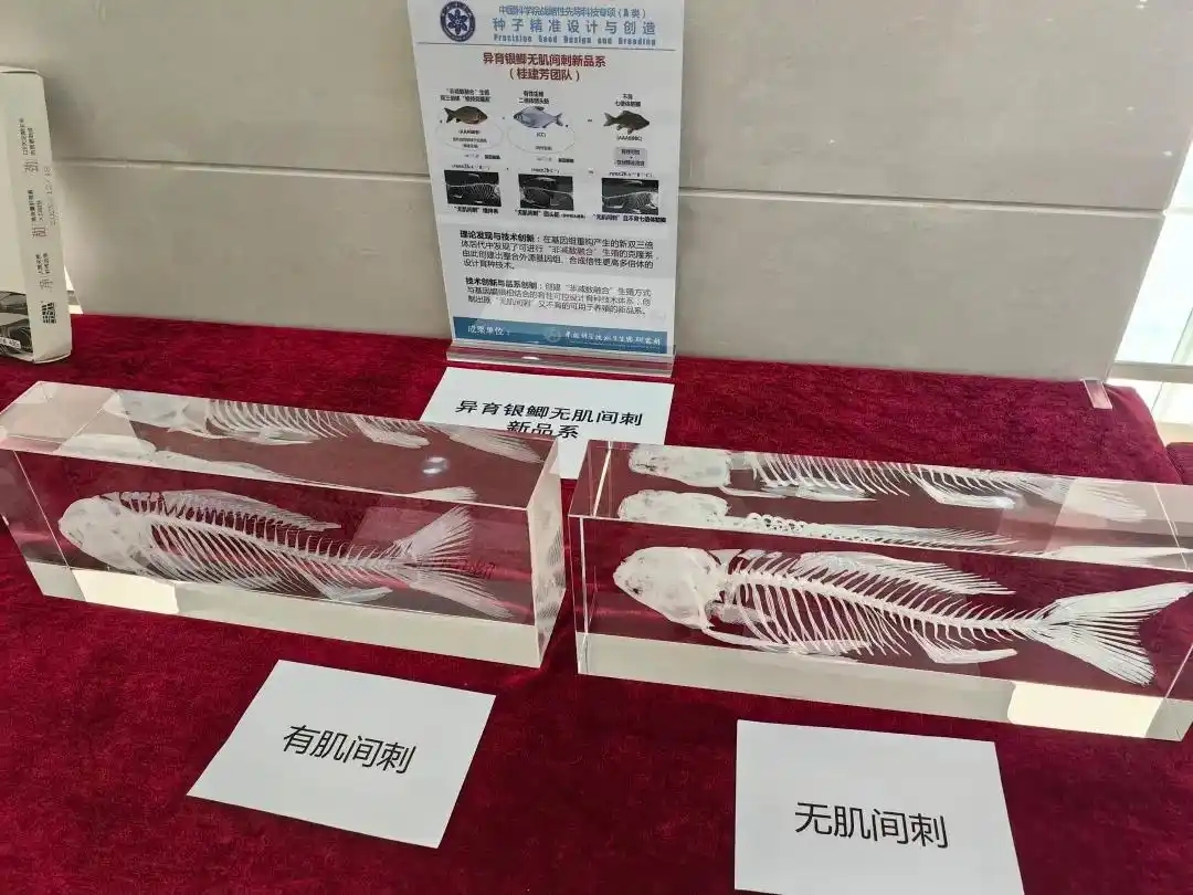 吃货福音！“无刺鲫鱼”即将被端上餐桌！