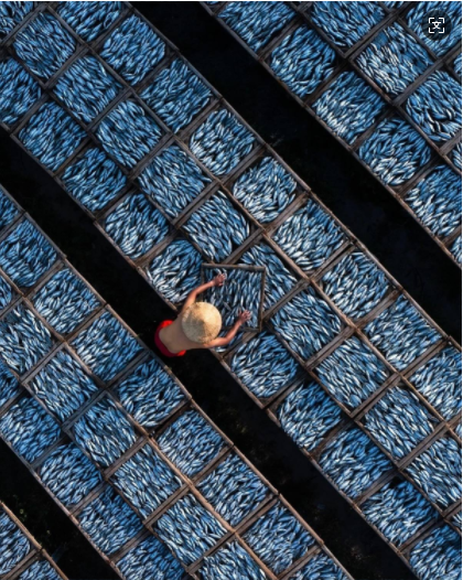 最新《渔业法》出炉，明年5月正式实施！渔业发展迎来新篇章！