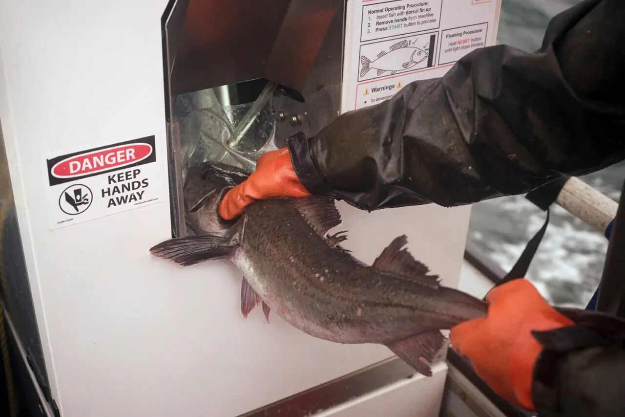 7秒杀一条鱼！AI机器人Poseidon惊艳水产圈