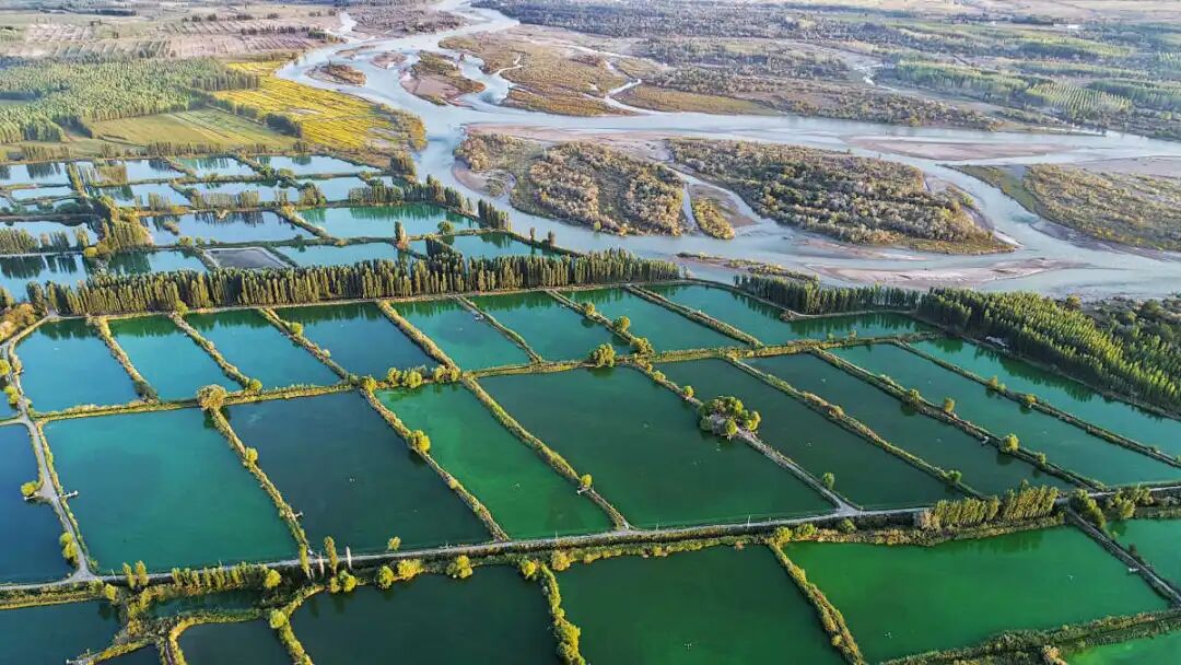 2026年4月全国水产养殖病害预测预报：警惕这些高风险区域与病害类型